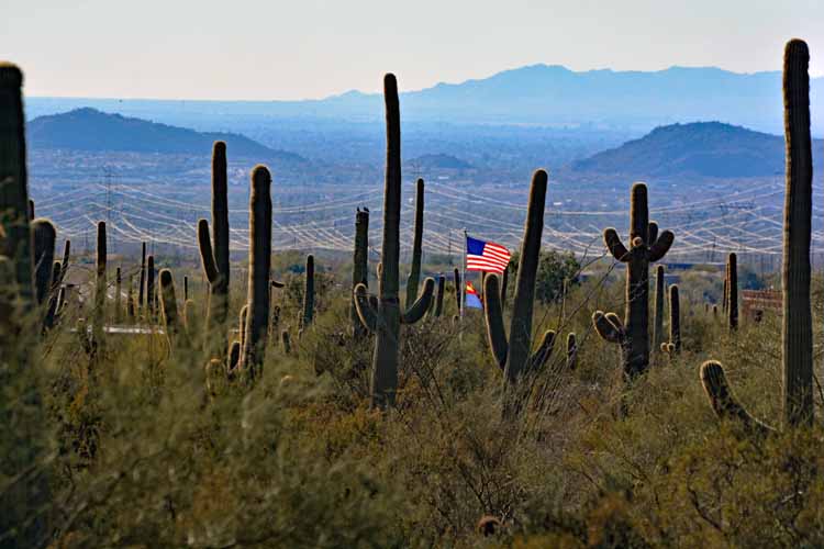 field of saguaros